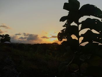 Close-up of silhouette tree against sky at sunset