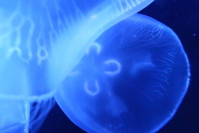 Close-up of jellyfish swimming in sea