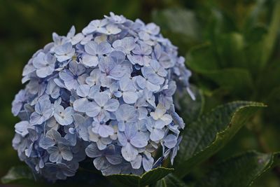 Close-up of wet purple hydrangea blooming outdoors