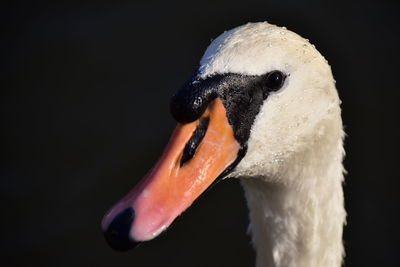 Close-up of swan