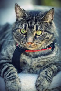 Close-up portrait of tabby cat