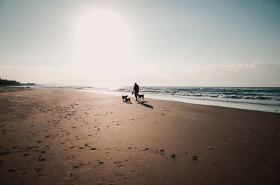 Man with dogs walking at beach against sky