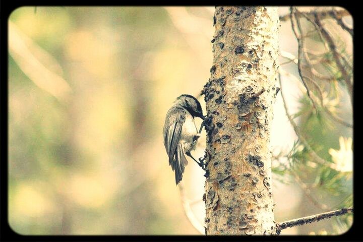 Wood pecker