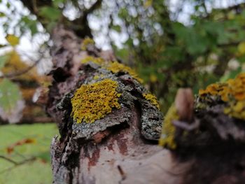 Close-up of lichen on tree trunk