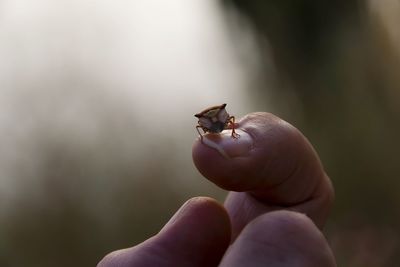 Close-up of hand holding small