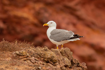 Close-up of seagull perching on rock