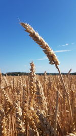 Close-up of stalks in field against sky