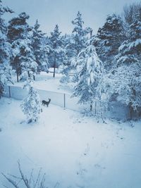 Bare trees on snow covered landscape