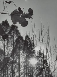 Low angle view of trees against sky at sunset