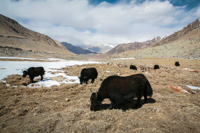 Cows grazing on landscape against sky