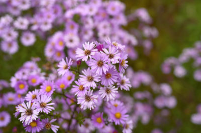 Autumn flowers aster novi-belgii vibrant light purple color in full bloom in the garden