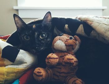 Close-up portrait of stuffed toy at home