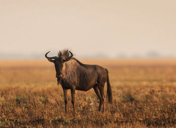 Deer standing on field