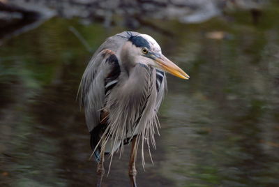 High angle view of gray heron