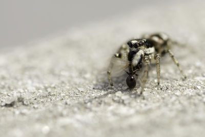 Close-up of spider