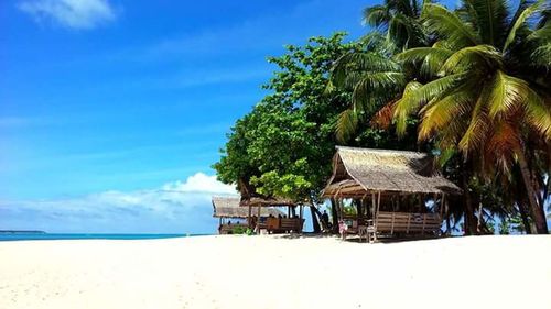 Palm trees on beach