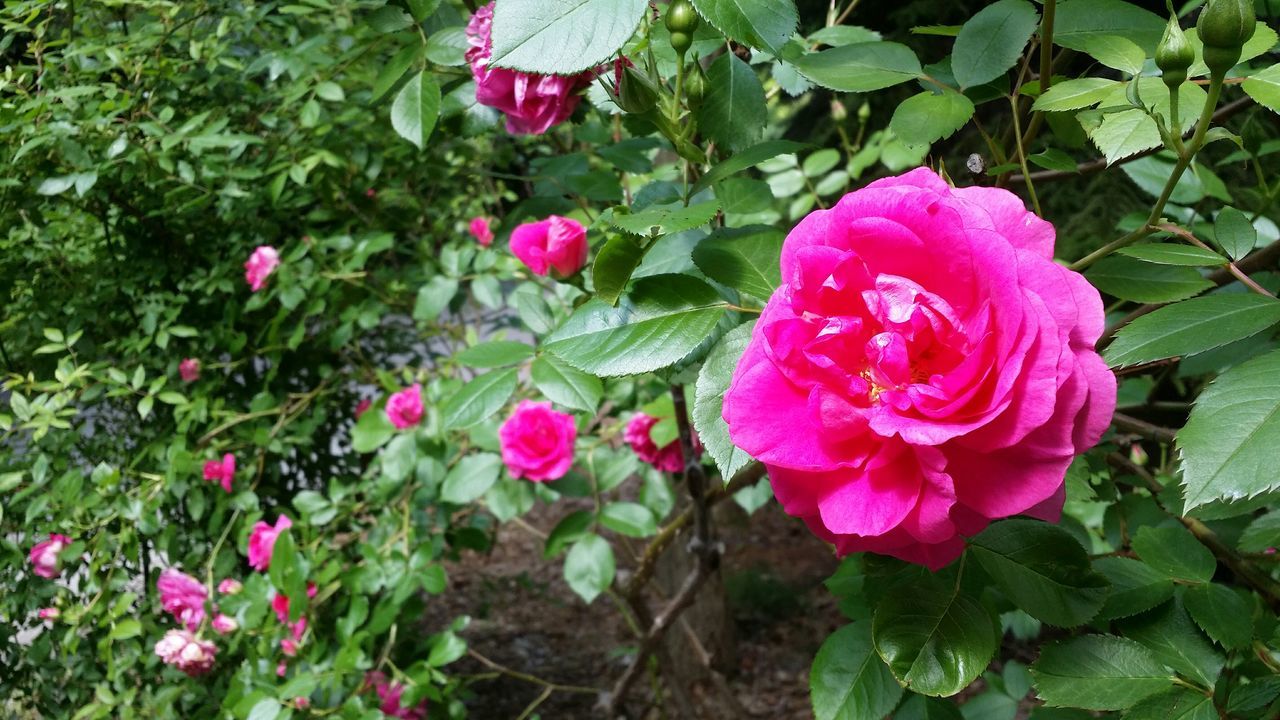 flower, freshness, petal, pink color, leaf, fragility, growth, flower head, beauty in nature, plant, blooming, nature, high angle view, close-up, green color, pink, in bloom, rose - flower, outdoors, day