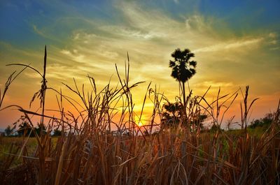 Scenic view of field against sky during sunset