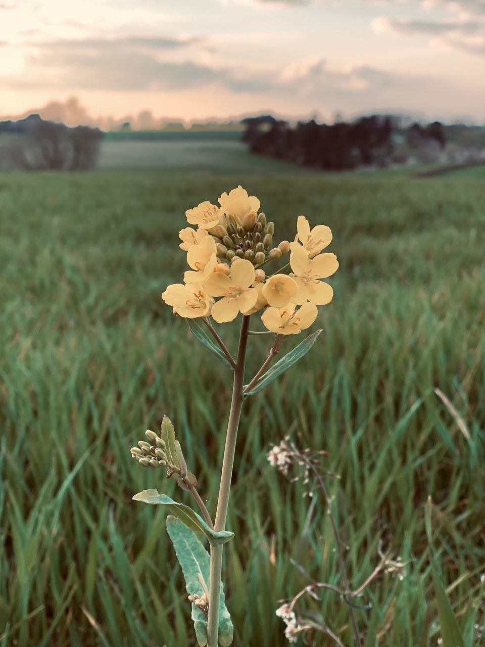 flower, plant, flowering plant, beauty in nature, growth, land, fragility, vulnerability, freshness, field, nature, close-up, petal, focus on foreground, yellow, sky, landscape, flower head, tranquility, inflorescence, no people, outdoors
