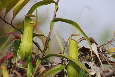 Close-up of fresh green plant