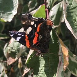 Close-up of butterfly on leaf