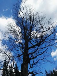 Low angle view of bare tree against sky