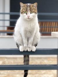 Portrait of cat sitting on railing