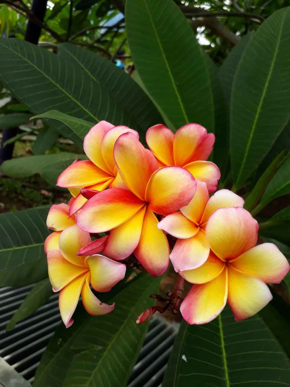 growth, flower, beauty in nature, nature, freshness, green color, leaf, petal, outdoors, fragility, close-up, day, tree, no people, flower head