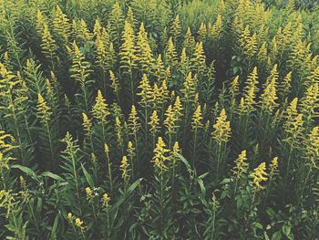 Yellow flowers growing in field