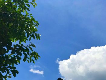 Low angle view of trees against blue sky