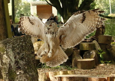 Close-up of owl perching