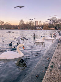 Swans swimming in lake