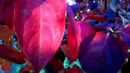 Close-up of multi colored leaves