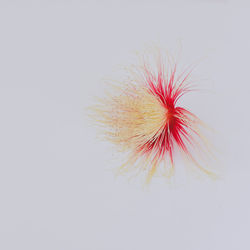 Close-up of dandelion against white background