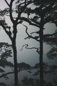 Low angle view of silhouette trees against sky