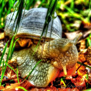 Close-up of an animal