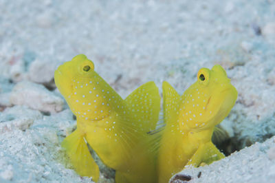 Close-up of yellow bird