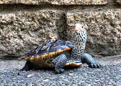 Close-up of lizard on rock