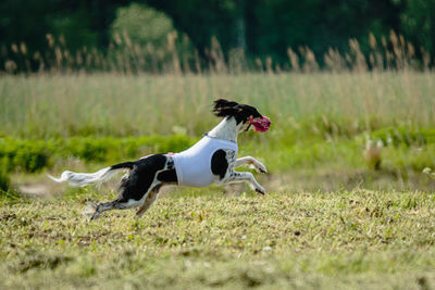 Saluki dog in white shirt running and chasing lure in the field on coursing competition