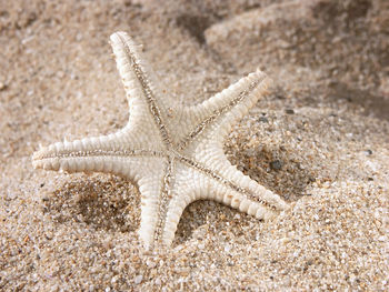 White starfish stuck into the sand