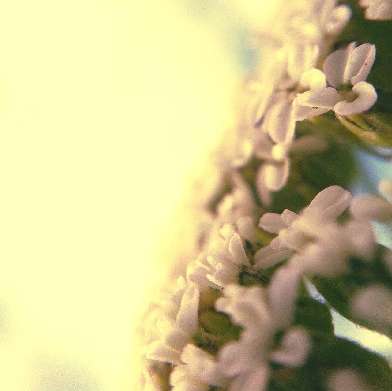 flower, plant, close-up, fragility, growth, selective focus, freshness, stem, nature, focus on foreground, beauty in nature, petal, bud, no people, outdoors, twig, botany, day, sunlight, copy space