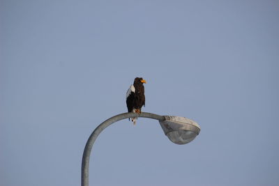 Low angle view of eagle perching on the sky