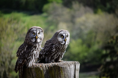 Owls perching on wood at field
