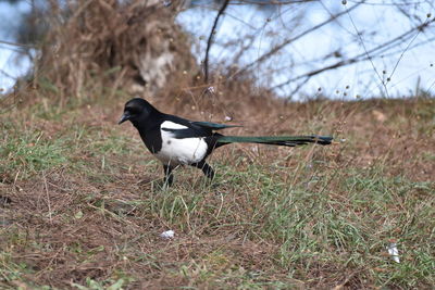 Bird perching on a field