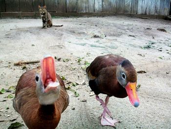 Close-up of birds