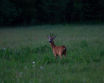 Deer standing on field