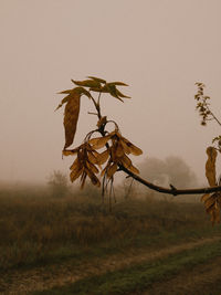 Close-up of plant on field against sky