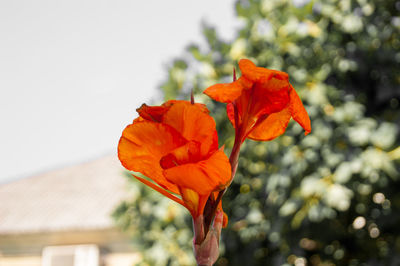 Close-up of orange flower plant against sky