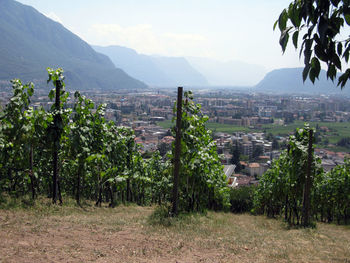 Viticulture and winegrowing in beautiful mountain landscape in south tyrol