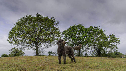 Dog in a field with trees